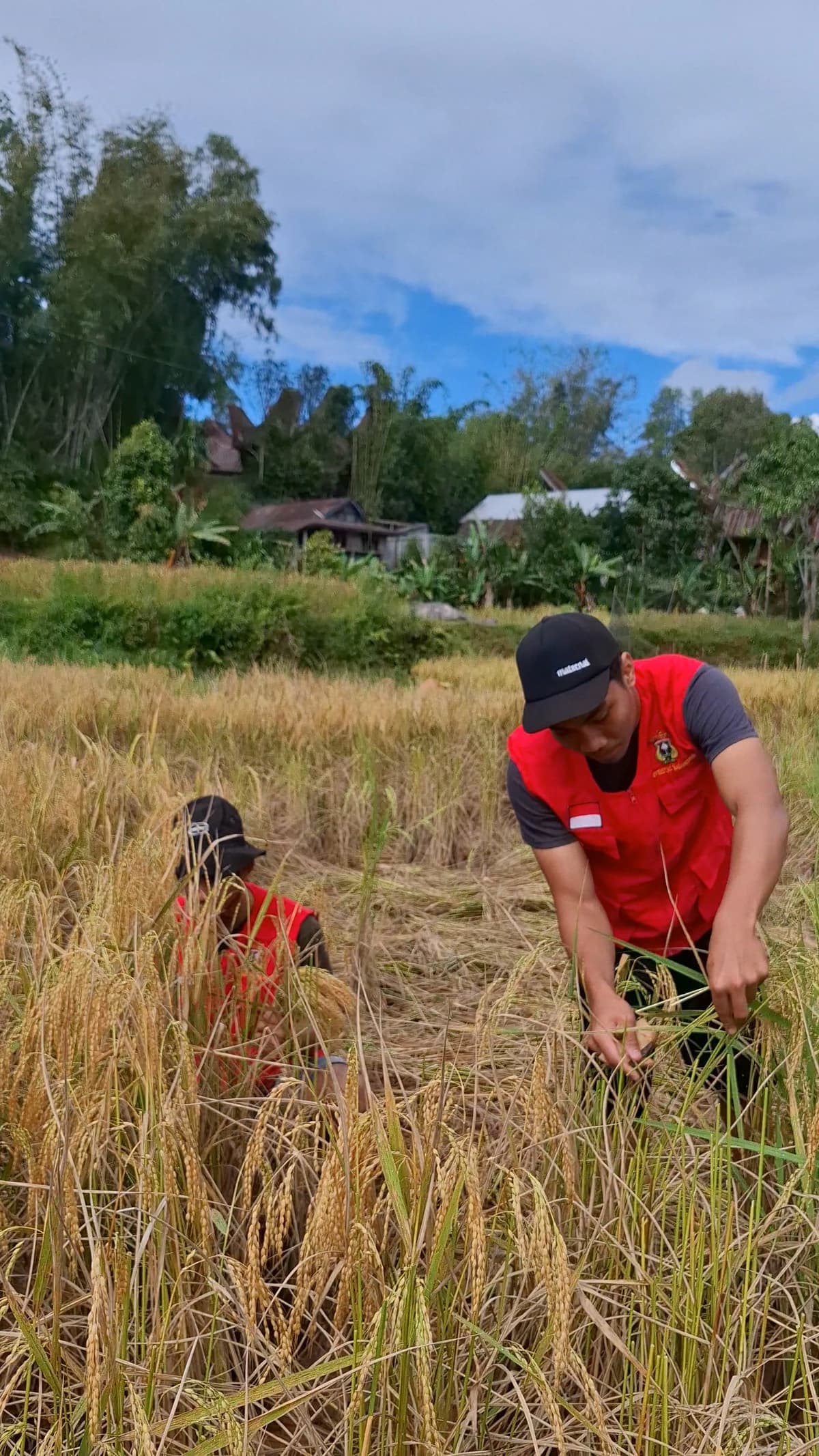 Produk Pertanian Padi