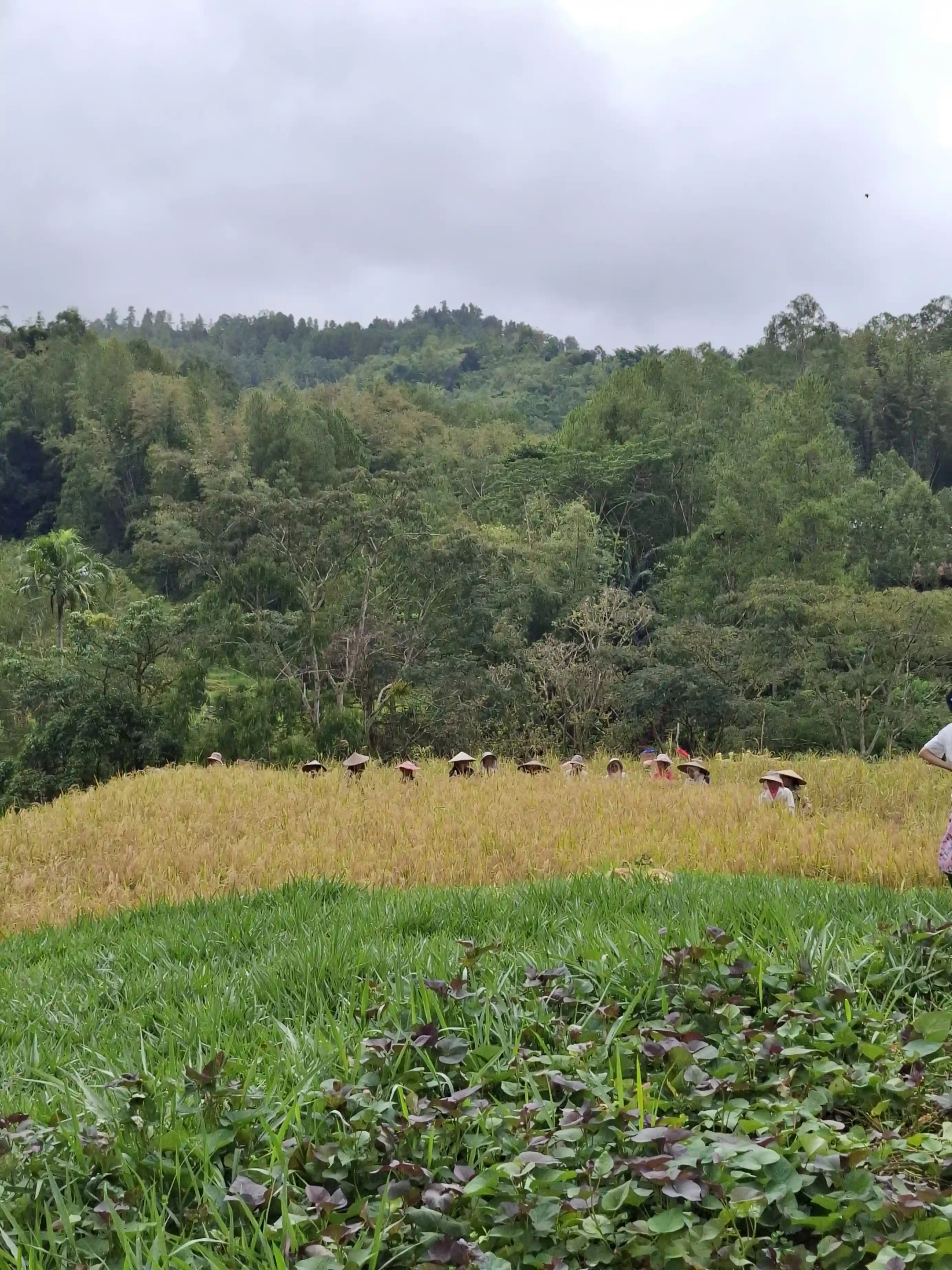 Dusun Batang Palli Tanete